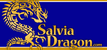 Salvia Dragon